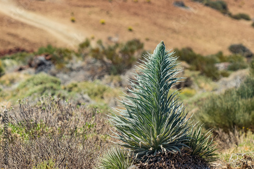 Wild sprout of Endemic beautiful flower Tajinaste rojo -Echium wildpretii- near road line. Teide National Park, Tenerife, Canary Islands, Spain photo