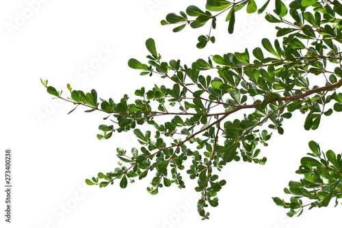 Green leaves on branch isolated on white background. with clipping path.