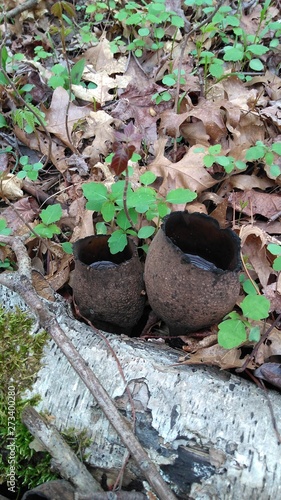 cup fungus (Pezizaceae) (New Jersey)