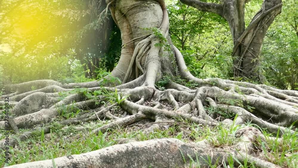 A large tree with roots covering the ground, a large tree in the garden A large tree with roots covering the ground, a large tree in the garden