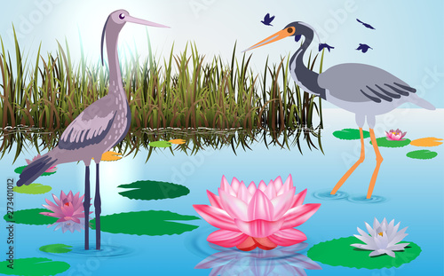 herons at the swamp