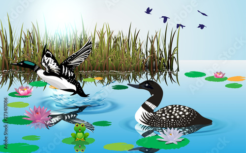 loons swimming in the swamp
