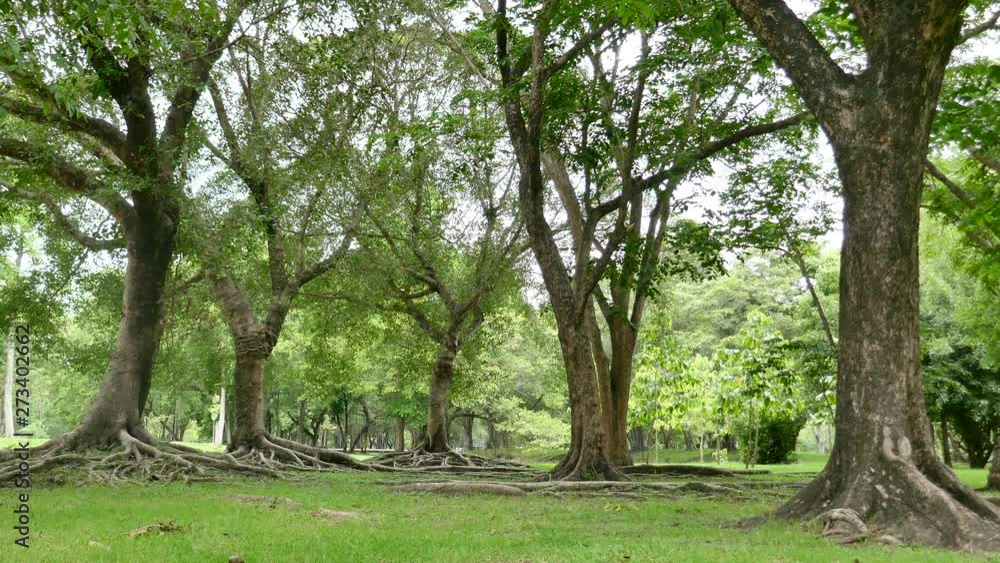 A large tree with roots covering the ground, a large tree in the garden A large tree with roots covering the ground, a large tree in the garden