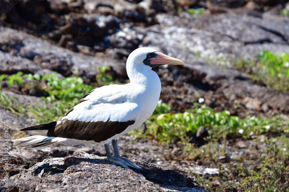 Naklejka premium PIQUERO ENMASCARADO, ISLAS GALAPAGOS
