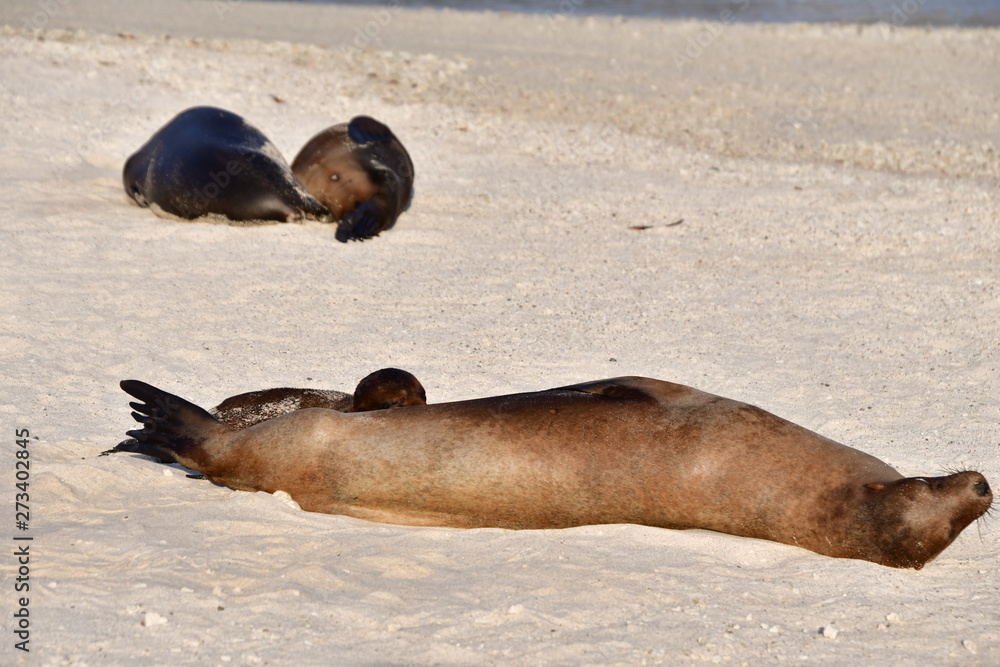 Fototapeta premium LOBO MARINO, ISLAS GALAPAGOS