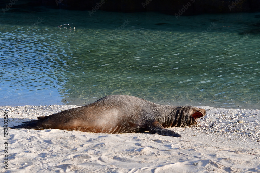 Fototapeta premium LOBO MARINO, ISLAS GALAPAGOS