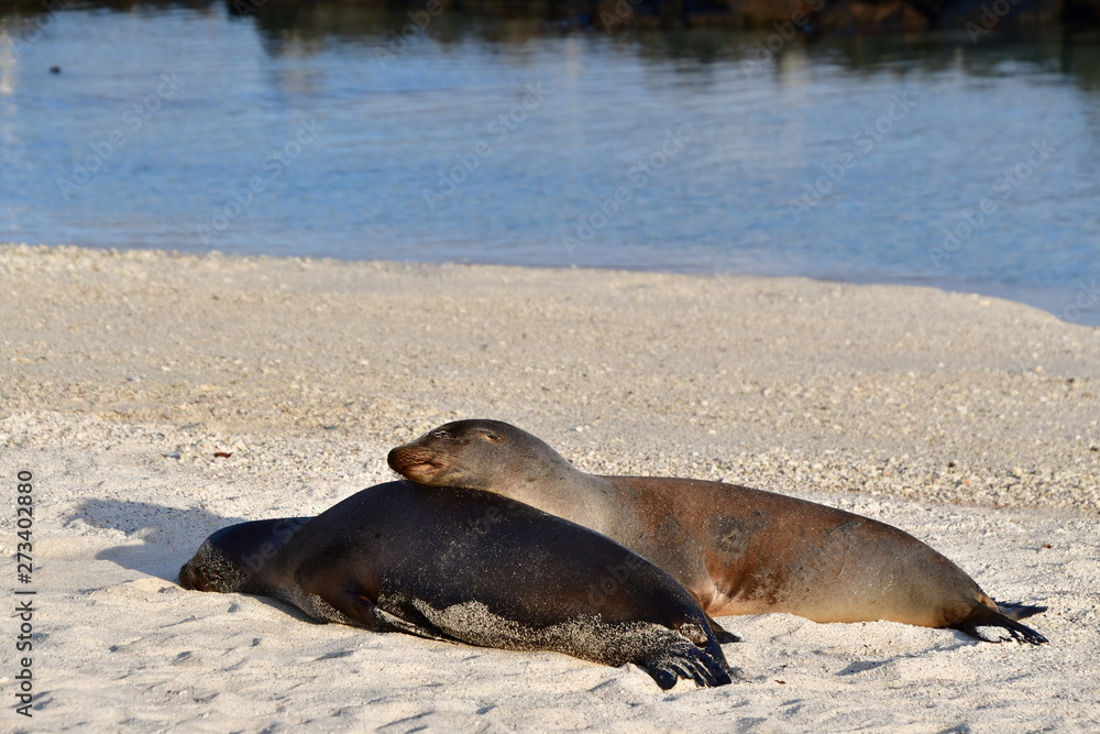 Fototapeta premium LOBO MARINO, ISLAS GALAPAGOS
