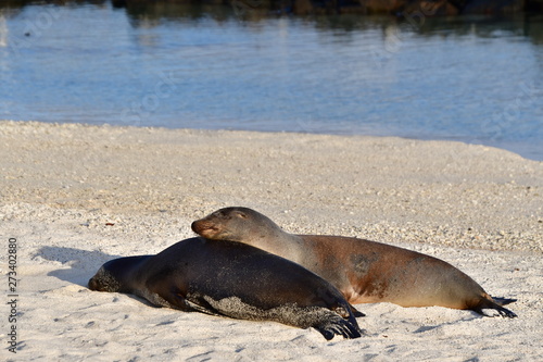 LOBO MARINO, ISLAS GALAPAGOS