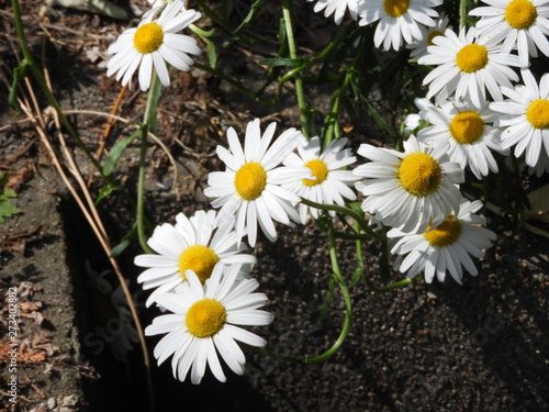 路傍の白い花