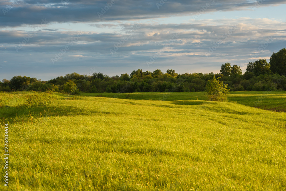 Fototapeta premium Green field by the sunset.