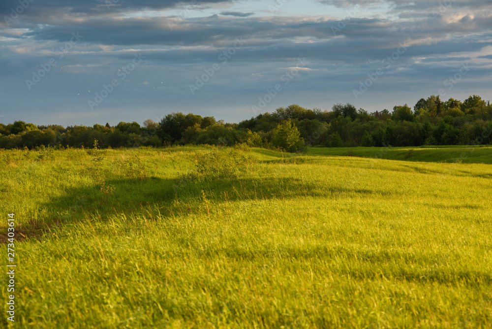 Fototapeta premium Green field by the sunset.