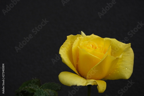 Yellow Floribunda 'Fresia' Rose with a dark background photo