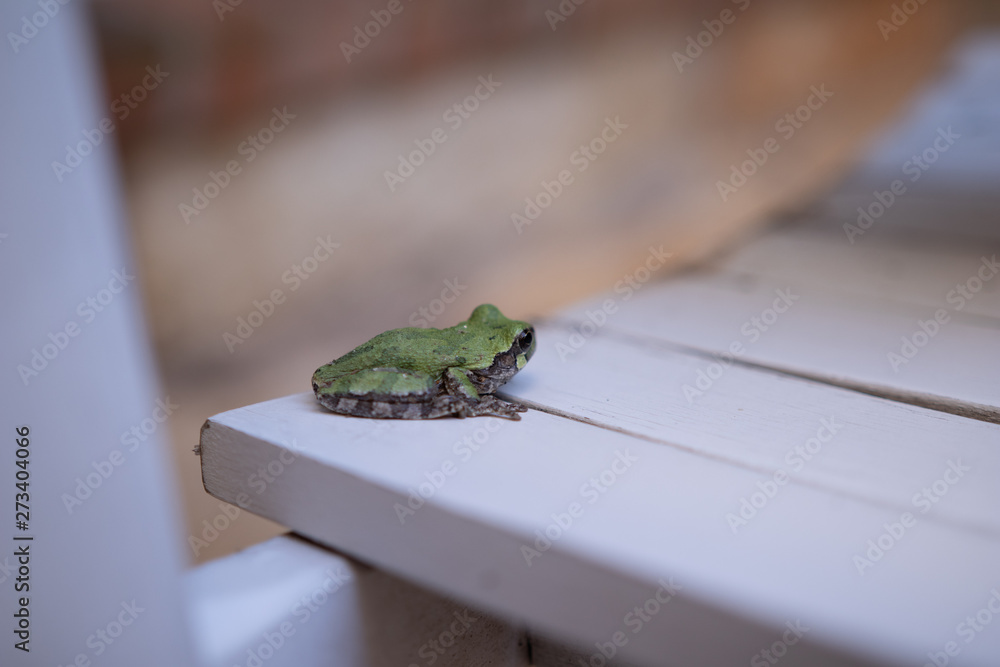 frog on white chair frog on white chair