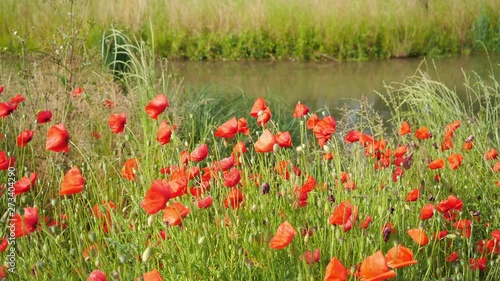Red poppy flowers swaying in the wind, water of a creek in the background, main focus on the foreground