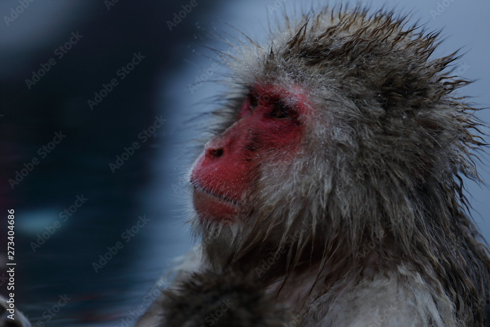 Naklejka premium 猿の温泉