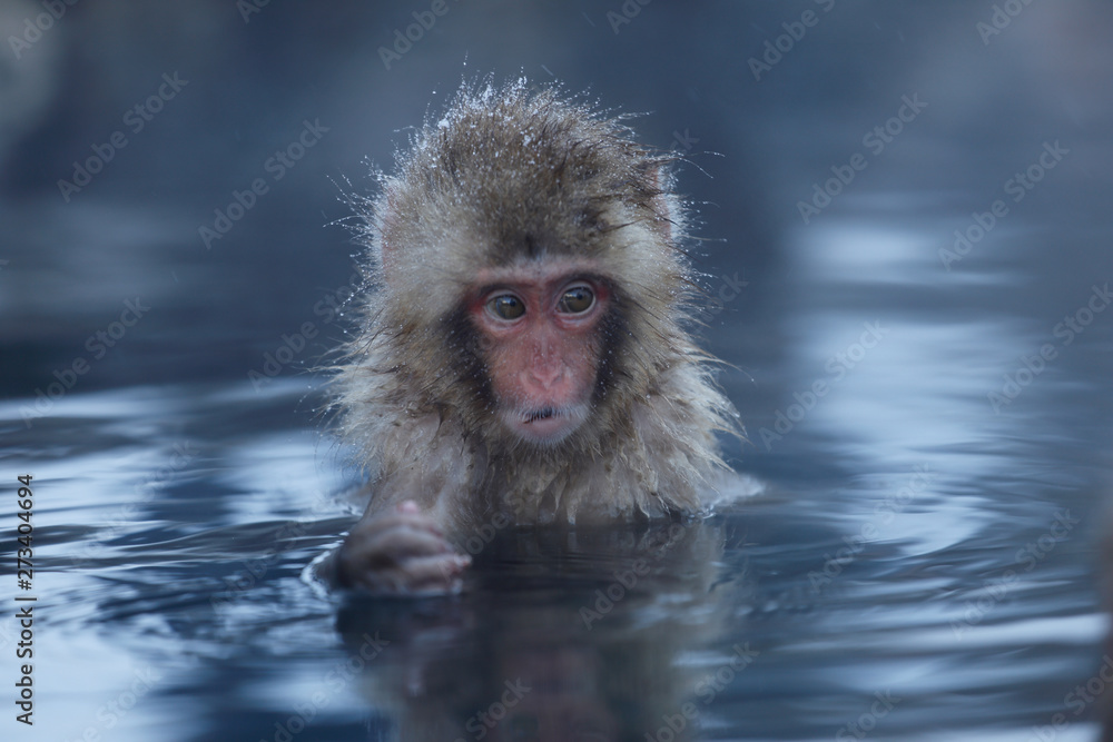 Naklejka premium 猿の赤ん坊