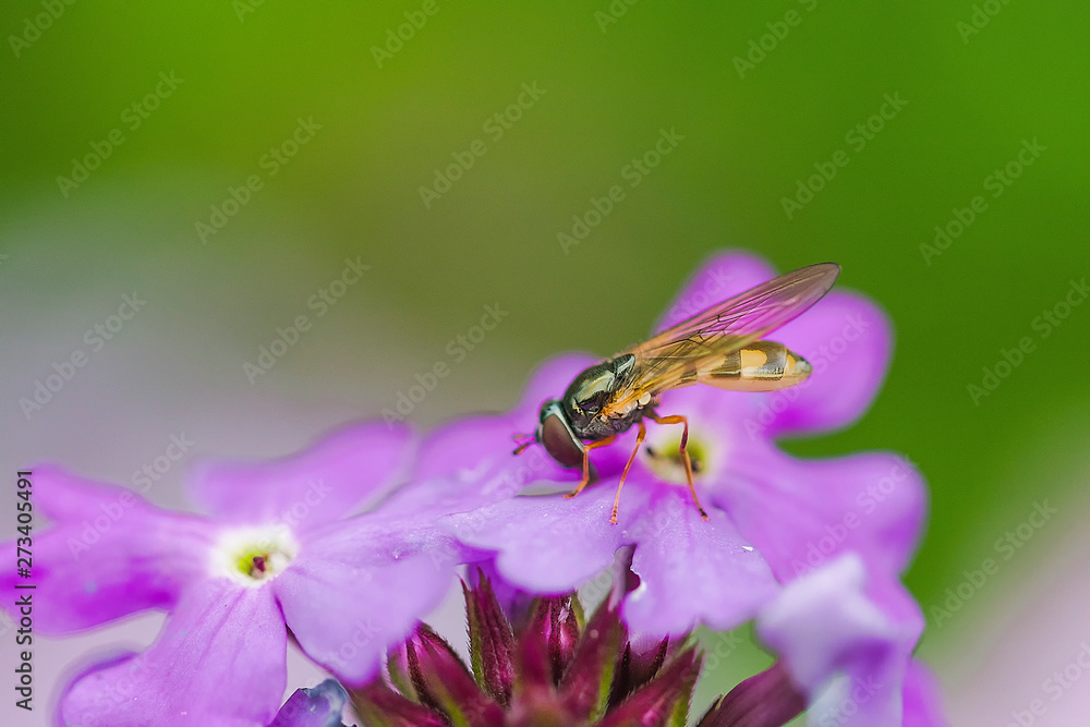Bee and flower Bee and flower