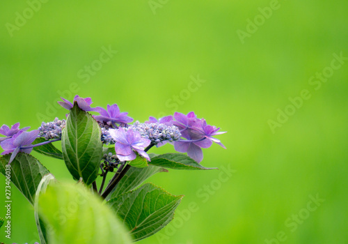 紫陽花