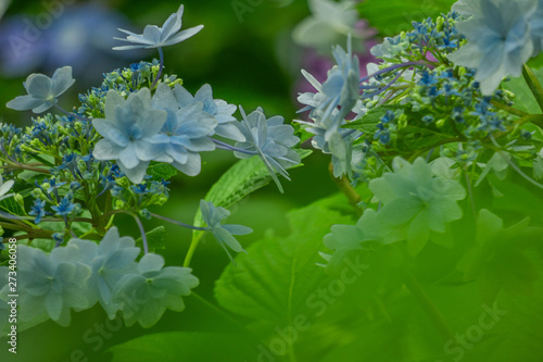 紫陽花
