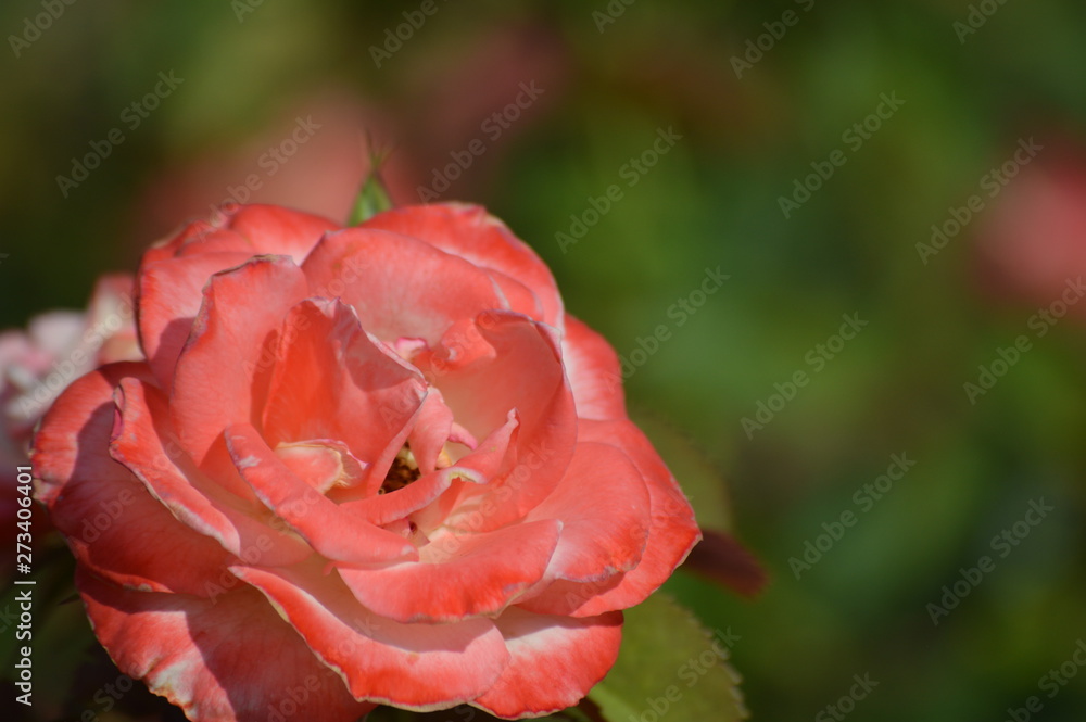 Thomasville rose garden 0231