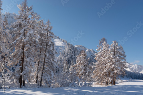 Snow covered larch and fir trees in the highlands. The snow sparkles in the sun. 