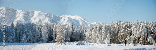Snow covered larch and fir trees in the highlands. The snow sparkles in the sun. HDR - high dynamic range. © Great Siberia Studio