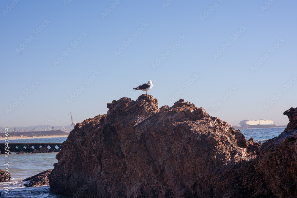 Seagull sitting on rock looking in direction of the ocean Seagull sitting on rock looking in direction of the ocean