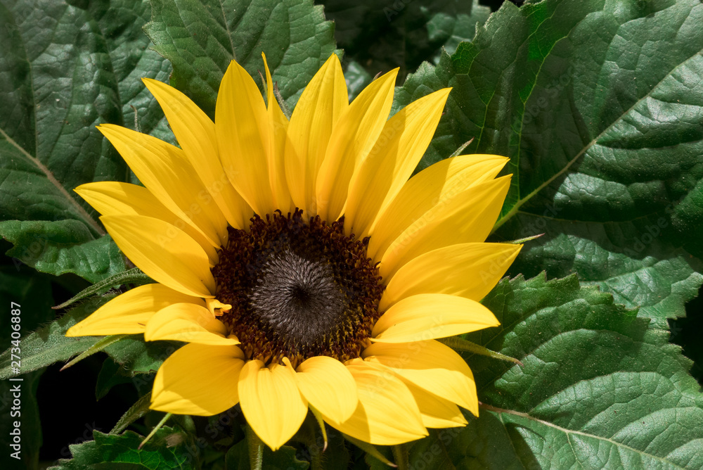 Obraz premium sunflower and bee