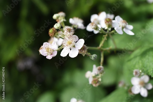Blackberry flower blossom