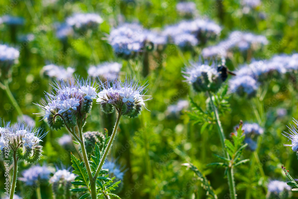 Phacelia agricultural field flowering at summer Phacelia agricultural field flowering at summer