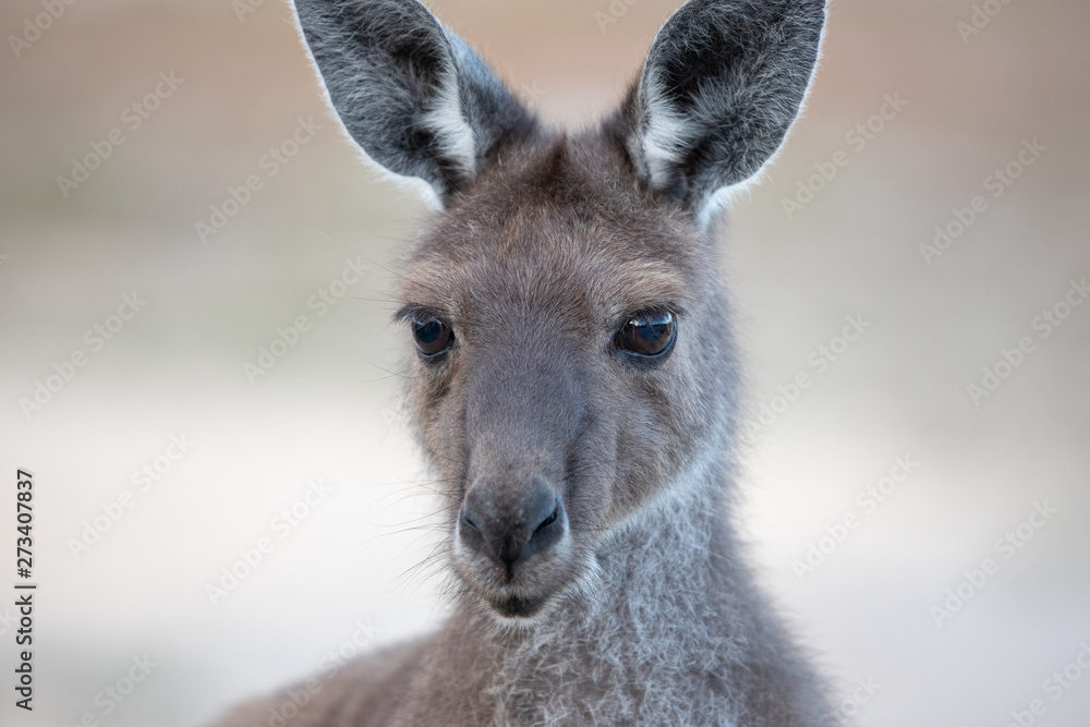 kangaroo close up kangaroo close up