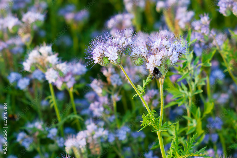 Phacelia agricultural field flowering at summer Phacelia agricultural field flowering at summer