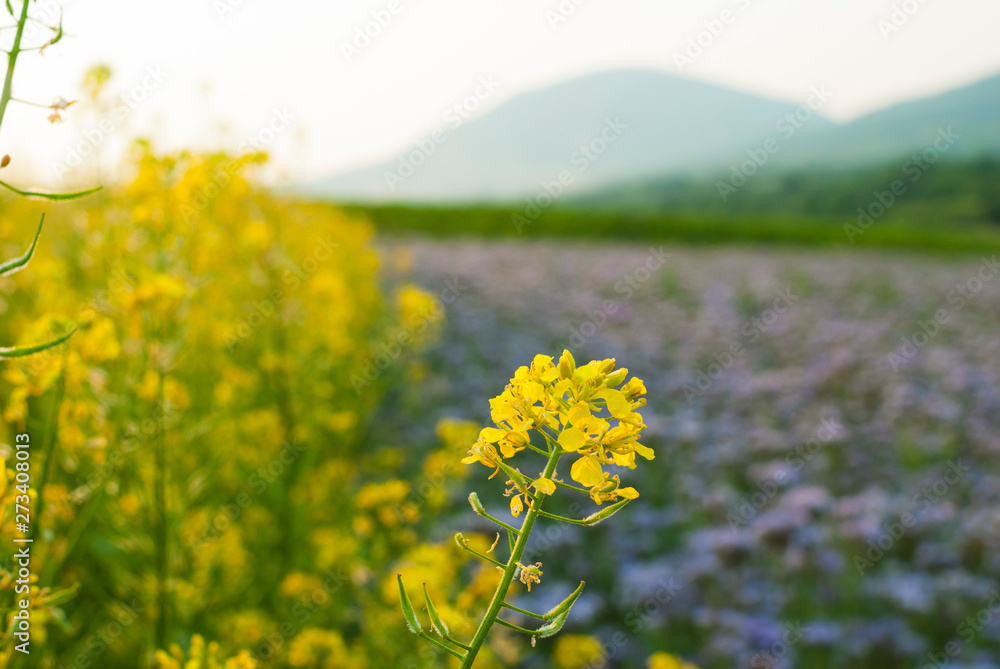 Fototapeta premium Phacelia and oilseed rape agricultural fields flowering at summertime