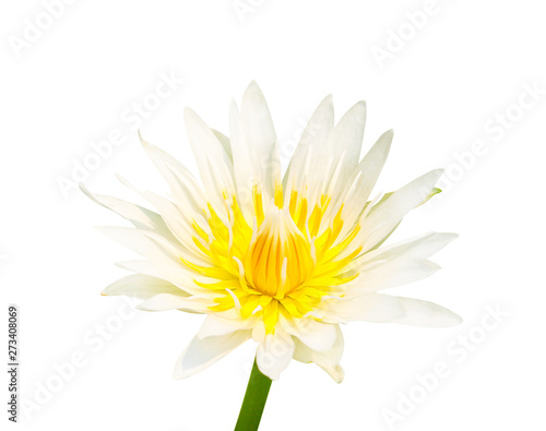 Sweet single lily lotus flowers white petal with colorful yellow pollen blooming isolated on background with clipping path
