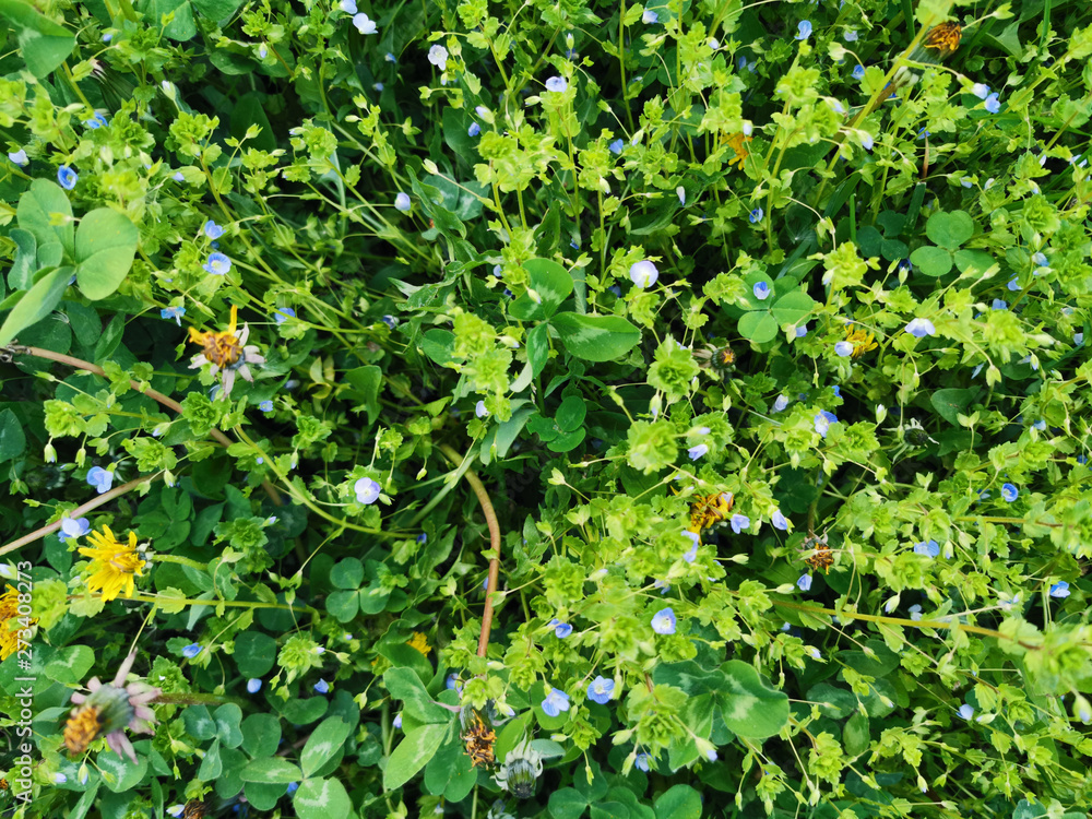 blue tiny wild flowers on the field top view