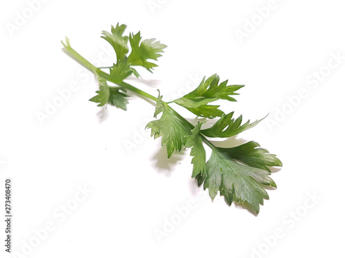 celery fresh leaves isolated food background