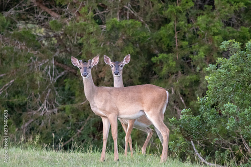 two deer standing close