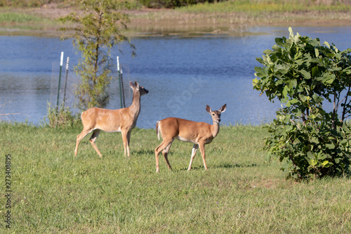 two deer