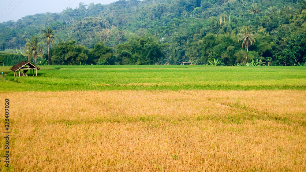 Rice fields in Magelang Regency, Central Java, Indonesia.