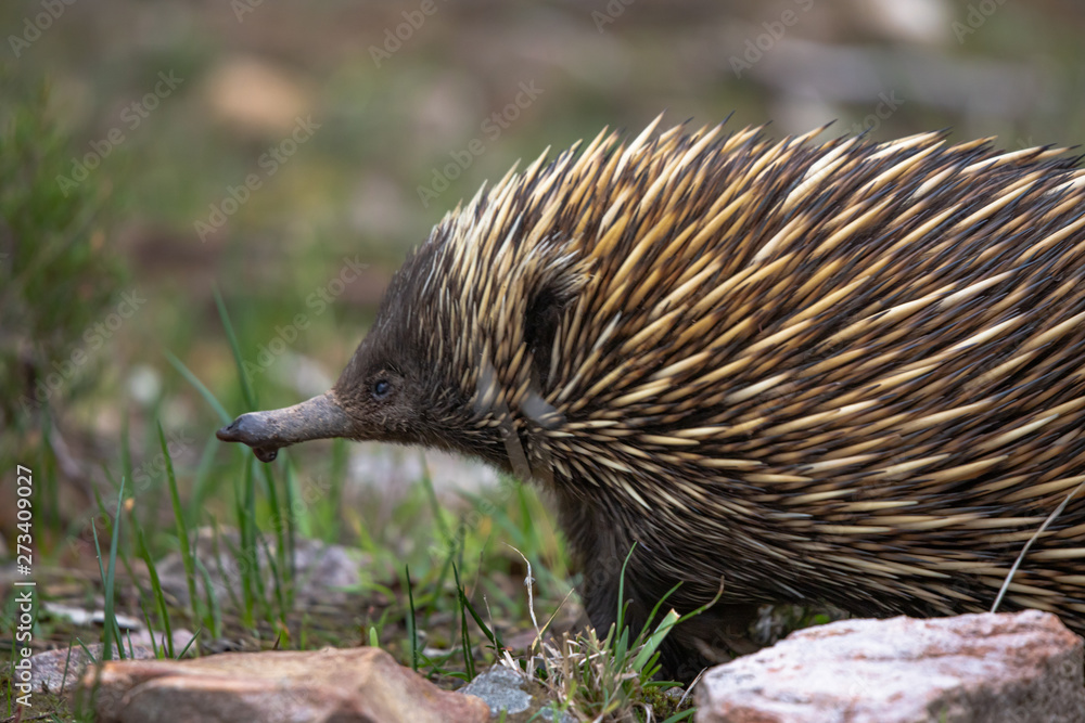 Obraz premium echidna side profile
