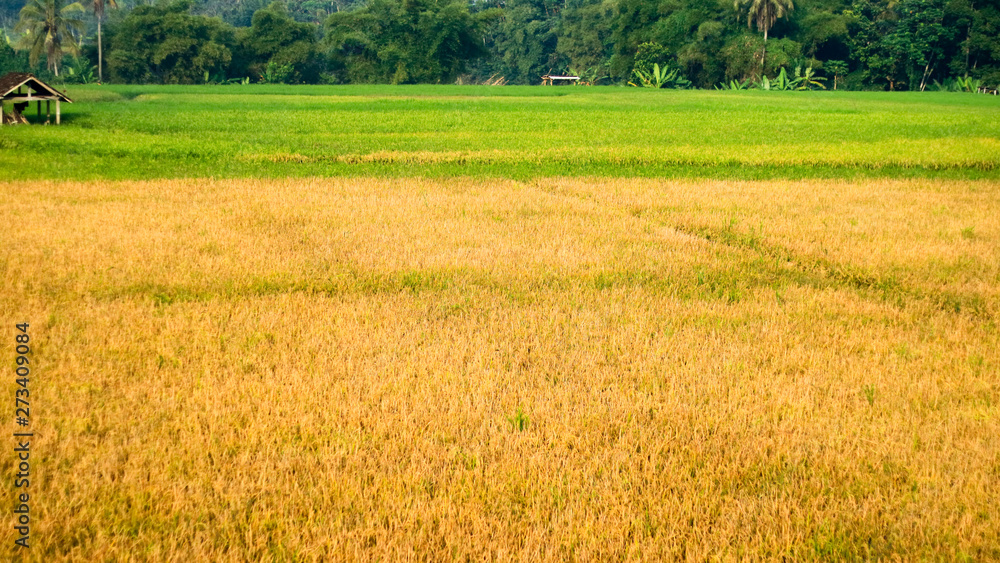 Rice fields in Magelang Regency, Central Java, Indonesia. Rice fields in Magelang Regency, Central Java, Indonesia.