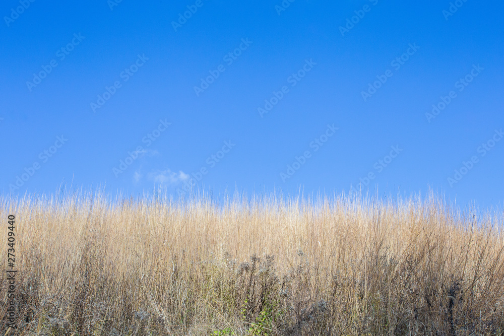 Spring trees in Minnesota States