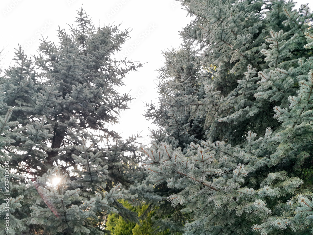 fir pine tree bottom below view with sky fir pine tree bottom below view with sky