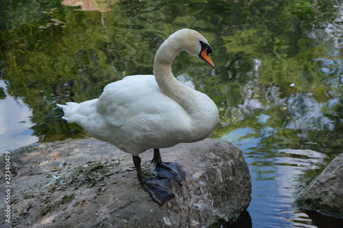 swan on lake