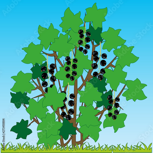 Bush of the ripe black currant on glade