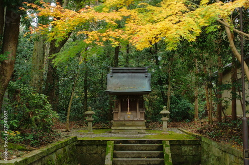 滋賀県多賀町の多賀大社の末社の一つ、夷神社のお社と黄葉の秋景色です © 眞