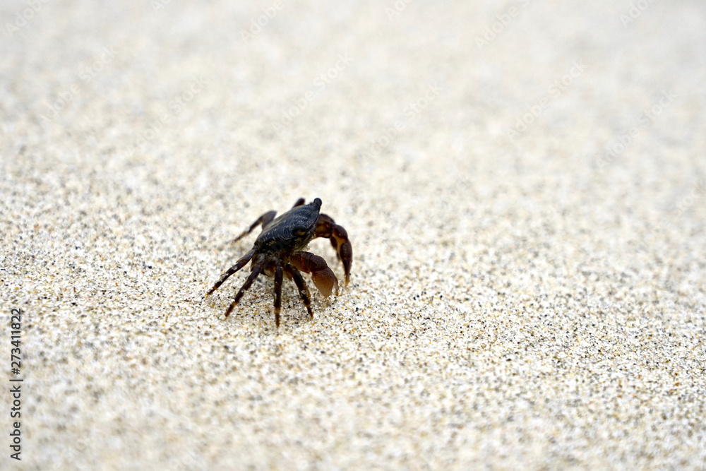 Sand crab on the beach 