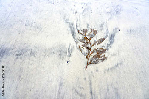 Coral on the beach 