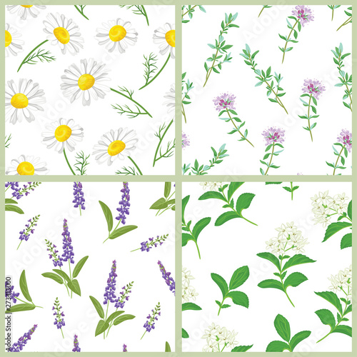 Wild herbs and flowers set of seamless patterns. Vector illustration of medical chamomile  sage  thyme and stevia in cartoon flat style. Floral background.