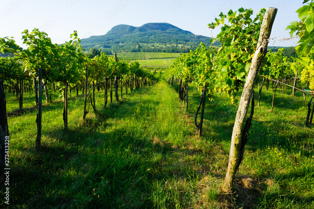 wineyard landscape with Badacsony mountain, Hungary